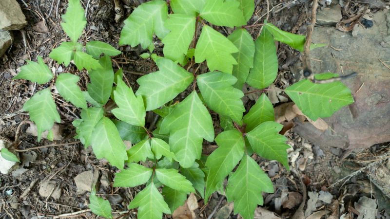 Poison Ivy Removal in Harford County, MD
